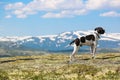 Dog english pointer Royalty Free Stock Photo