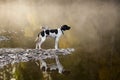 Dog english pointer Royalty Free Stock Photo