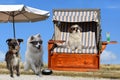 Dogs enjoy vacation at the beach