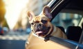 Dog Enjoying a Breezy Car Ride with Its Head Out the Window Royalty Free Stock Photo