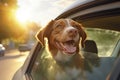 Dog enjoying car ride with head out of window during sunset Royalty Free Stock Photo