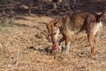 A dog enjoying the flesh of a dead animal and its shadow cast on the dry straw