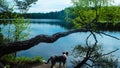 Dog enjoying lake in finland Royalty Free Stock Photo
