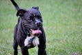 Dog enjoying the outdoors on a sunny day