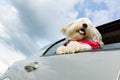 Dog enjoying a ride with the car Royalty Free Stock Photo