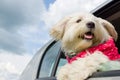 Dog enjoying a ride with the car Royalty Free Stock Photo