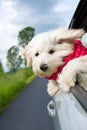 Dog enjoying a ride with the car Royalty Free Stock Photo