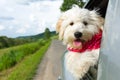Dog enjoying a ride with the car Royalty Free Stock Photo