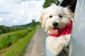 Dog enjoying a ride with the car