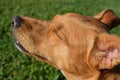 Dog enjoying the sunshine on her face