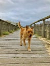 Dog enjoying a walk Royalty Free Stock Photo