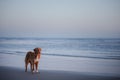 A dog enjoys a beach sunset, nestled by a lifeguard stand