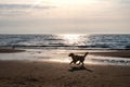 A dog enjoys jumping around on the beach by the sea at sunset Royalty Free Stock Photo
