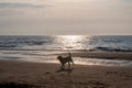 A dog enjoys jumping around on the beach by the sea at sunset Royalty Free Stock Photo