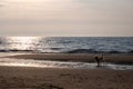 A dog enjoys jumping around on the beach by the sea at sunset Royalty Free Stock Photo