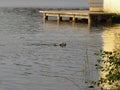 Warm image of dog in the morning bath in calm waters of a lake. Summer Time. Royalty Free Stock Photo