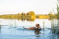 Dog enjoys staying in the clean lake in summer.