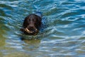 Dog enjoys a swim in the clean lake in summer. Active pets Royalty Free Stock Photo