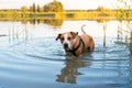 Dog enjoys a swim in the clean lake in summer Royalty Free Stock Photo