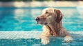 A dog enjoys a vacation at the swimming pool, splashing and having a paw-some time. Ai Generated