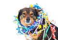 Dog entangled in colorful streamer