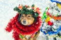 Dog entangled in colorful tinsel near Christmas tree