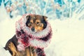 A dog entangled in colorful tinsel