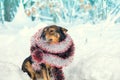 A dog entangled in colorful tinsel