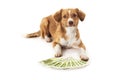 Dog with euro banknote