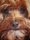 Dog or Ewok? Royalty Free Stock Photo