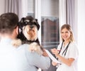 Dog examination at veterinarian