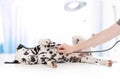 Dog examination by veterinary doctor with Royalty Free Stock Photo