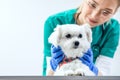Dog is examined by vet
