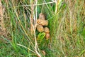 Dog excrement on green grass. in Ireland. Dog poo or poop on lawn.