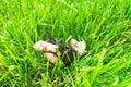 Dog excrement on the green grass. Poop dog on the lawn in a public park. Cleaning concept for pets.