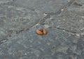 Dog excrement in the street Royalty Free Stock Photo