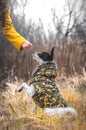 The dog executes the command to give a paw. Side photo, basenji in clothes. Standing in the yellow field Royalty Free Stock Photo