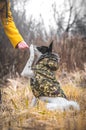 The dog executes the command to give a paw. Side photo, basenji in clothes. Standing in the yellow field Royalty Free Stock Photo
