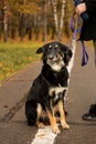 The dog executes the command to sit against the background of autumn foliage