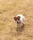 The dog executes commands on a walk Royalty Free Stock Photo