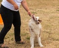 The dog executes commands on a walk Royalty Free Stock Photo