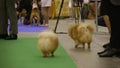 Dog exhibition, beautiful tiny Pomeranians rest after pet show, highbred dogs