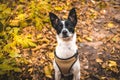 Dog expectantly awaiting rewards on the background of autumn leaves, portrait of basenji