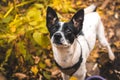 Dog expectantly awaiting rewards on the background of autumn leaves, portrait of basenji