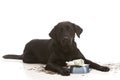 Dog Expenses Royalty Free Stock Photo