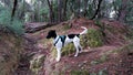 Dog exploring the forest