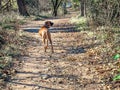 dog exploring in the forest during winter Royalty Free Stock Photo