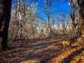 dog exploring in the forest during winter Royalty Free Stock Photo