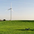 Dog Exploring the Windmills fields