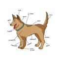 Dog external anatomy. Puppy parts on English Royalty Free Stock Photo